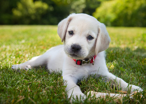 An eight week old yellow Labrador Retriever puppy outdoors lying in the grass.
