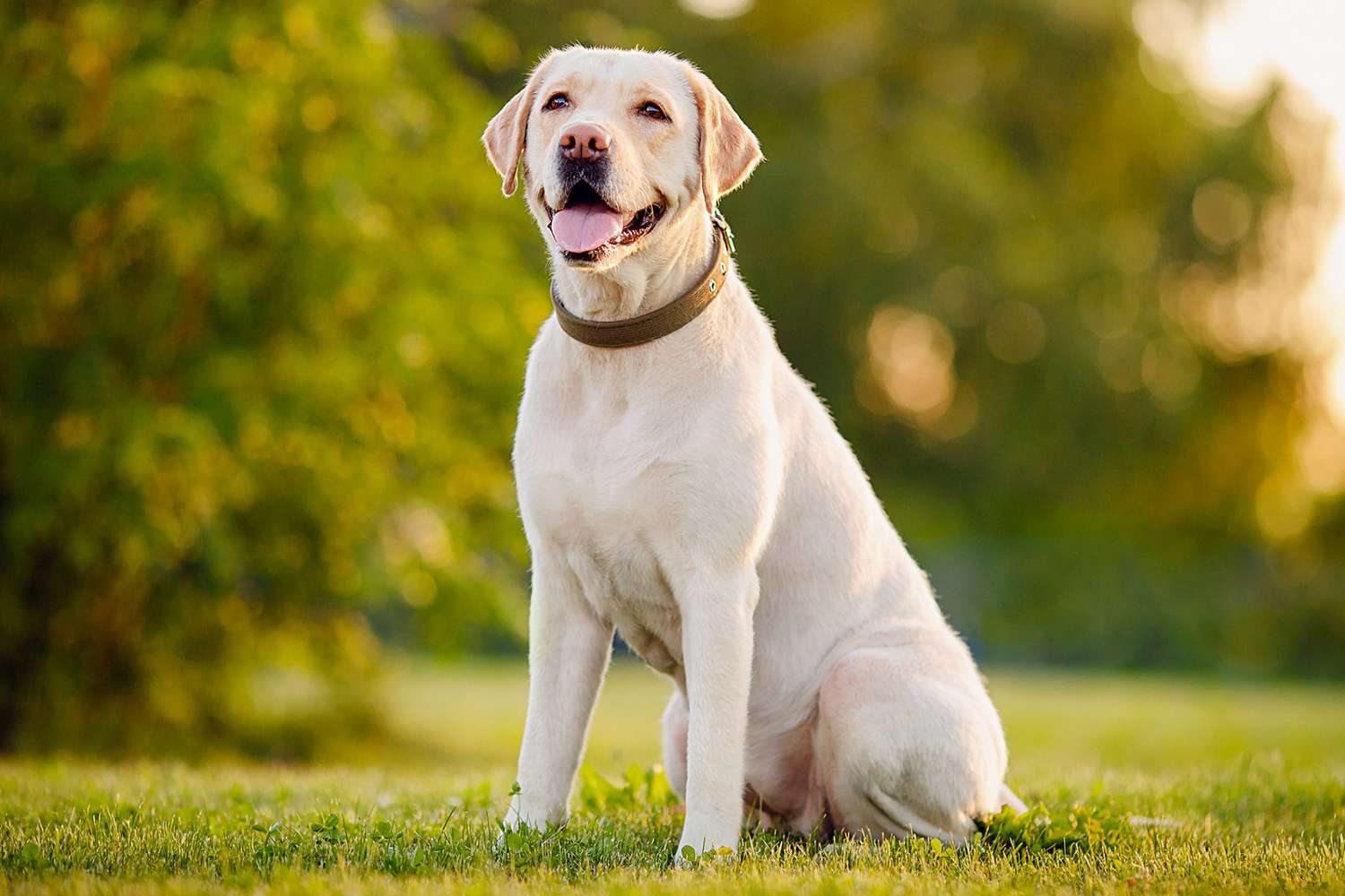 labrador-retriever-yellow-sitting-275580695-2000-9faa78e893f24bf5882d88efa90fc4d9